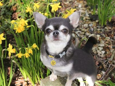 Is torenia sales toxic to dogs